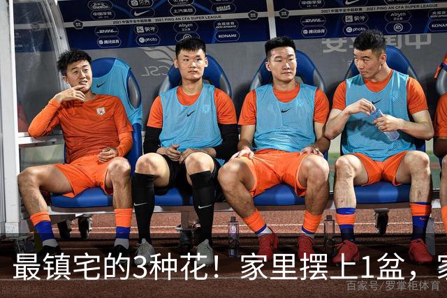 最镇宅的3种花！家里摆上1盆，家宅安稳气场旺，晦气邪气不进门